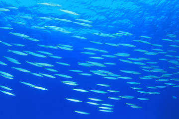 School of Yellowtail Barracuda Fish