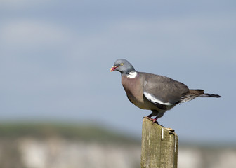 Woodpigeon ( Columba oenas )