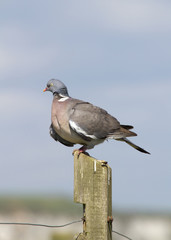 Woodpigeon ( Columba oenas )
