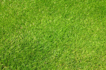 Fototapeta premium Green grass