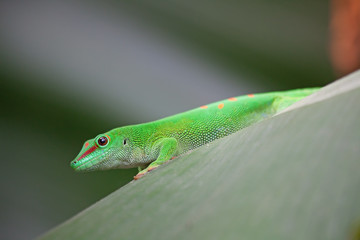 Green gecko