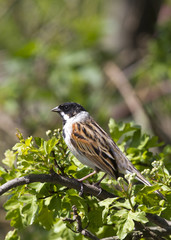 Reed Bunting ( Emberiza schoeniclus )