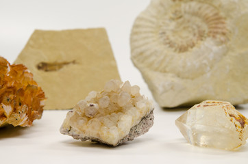 fossils and minerals