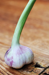 Garlic © Stefano Neri