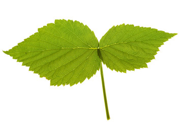 leaf raspberry