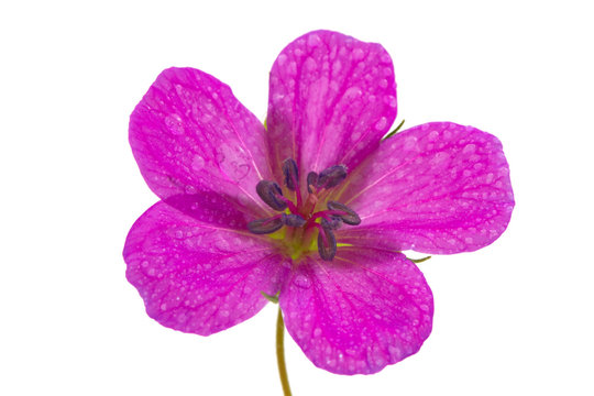 geranium on isolated