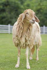 Sheep on Green field