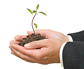 Avocado tree  in hands as a gift of agriculture