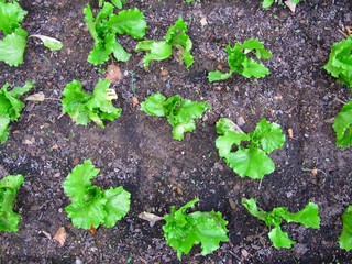 Garden lettuce, huerta de lechugas.