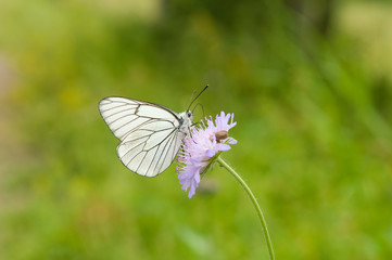 White butterfly on the wild flower