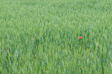 Lonely poppy on the cereal field