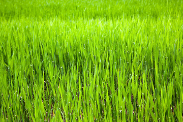 Unripe ear of barley