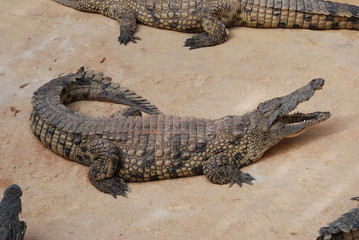 crocodiles