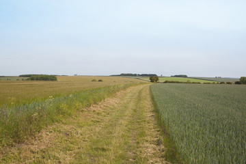 agricultural landscape