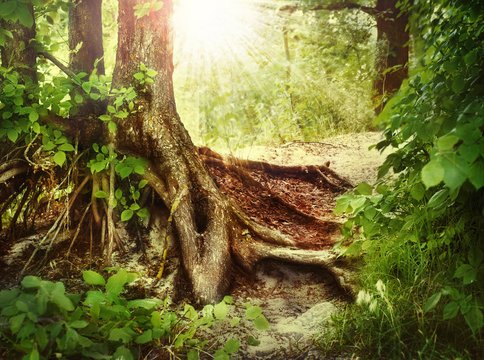 Fototapeta Misty Old Forest