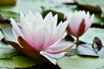 Водяная лилия - королева водоемов © medwedja