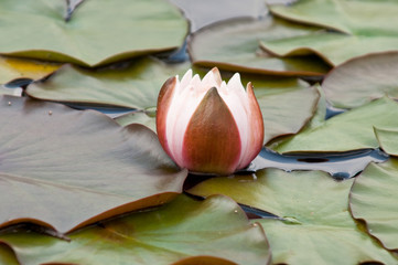 Obraz na płótnie Canvas Lotus
