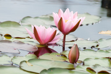 Озерная кувшинка © medwedja