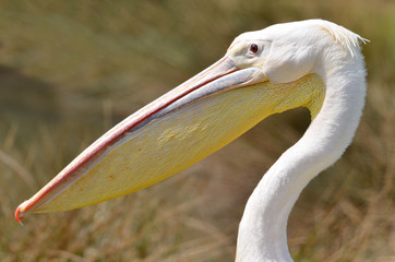 Portrait de profil d'un pélican blanc