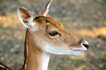 Fallow deer on the nature