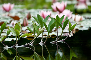 Wasserlilien. Nymphaea colorata's