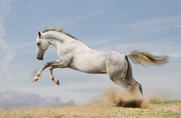 silver-white stallion on black