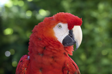 Guacamayo escarlata