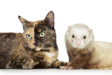 Cat and ferret on a white background