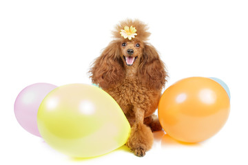 Toy poodle with inflatable balloons