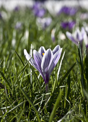 Blooming crocuses