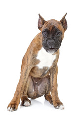 Boxer puppy on a white background