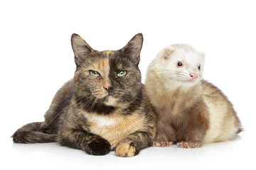 Cat and ferret on a white background