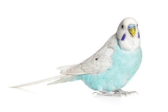Blue budgie on a white background