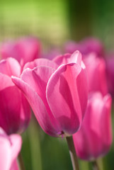 Bunch of pink tulips with single one in focus