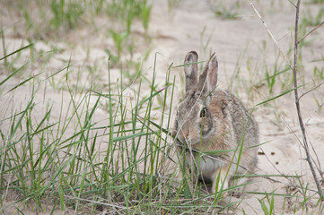 Cottontail rabbit eating grass