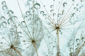 Wall murals Dandelions and water Dandelion seed with drops