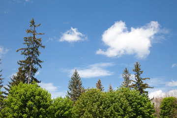 Forest in a sunny day with sky and white clouds
