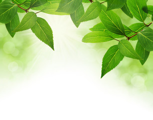 Green leaves border with copy space