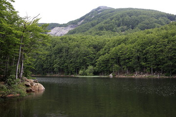 lago bosco foresta