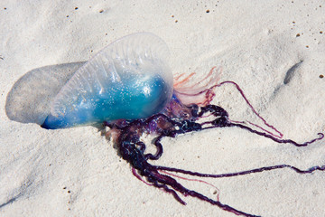 Portuguese Man o' War © DoctorJools