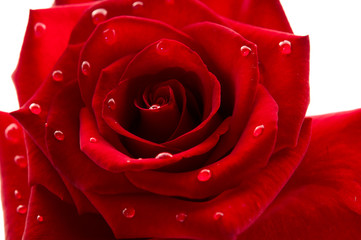 dark red rose with drops