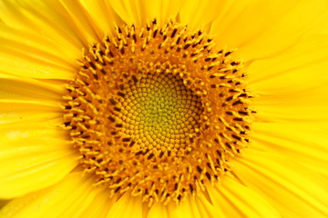 Obraz premium Yellow flower