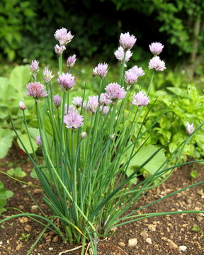 Schnittlauch (Allium schoenoprasum) mit Bl&uuml;ten