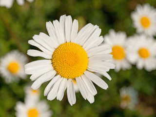 Fototapeta premium Margeriten - Leucanthemum