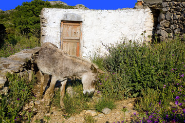grèce; cyclades; amorgos : ane et abri de berger