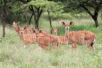 Nyala antelopes, South Africa