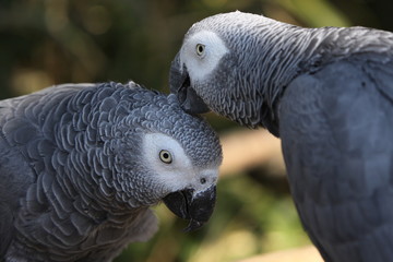 Naklejka premium Graupapageien bei der Gefiederpflege
