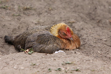 Henne beim Sand-Bad