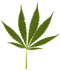 Cannabis leaf