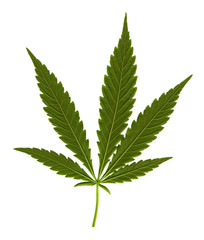 Cannabis leaf